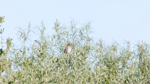 Common rosefinch Carpodacus erythrinus singing in a bush Video stock 64247906