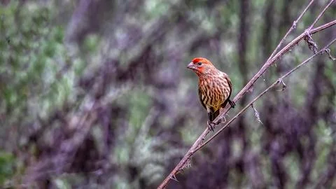 Common Rosefinch in a tree Foto stock