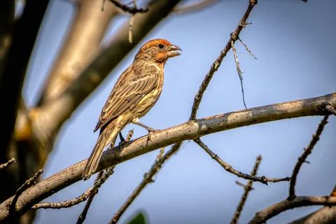 Common Rosefinch in a tree Stock Photos
