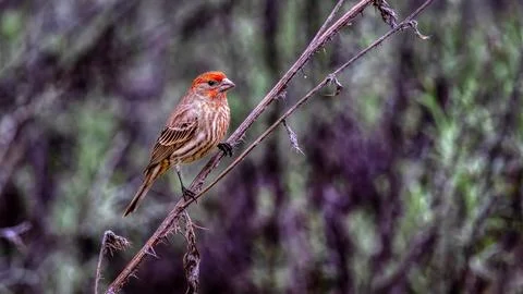 Common Rosefinch in a tree Stock Photos
