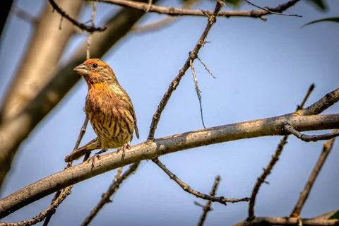 Common Rosefinch in a tree Stock Photos
