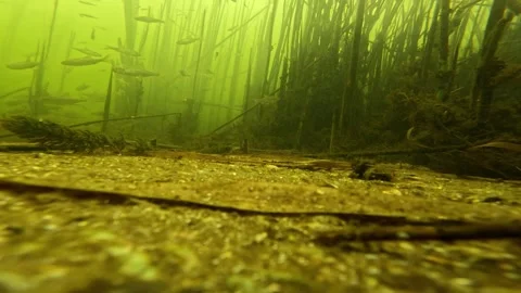 Common rudd and roach fish swimming over river bottom under ice. Stock Footage 329893294