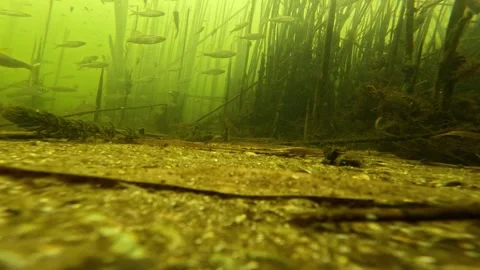 Common rudd and roach fish swimming in a freshwater river under ice. Stock Footage 329893297