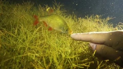 Common rudd fish playing with human finger underwater Video stock 160726402