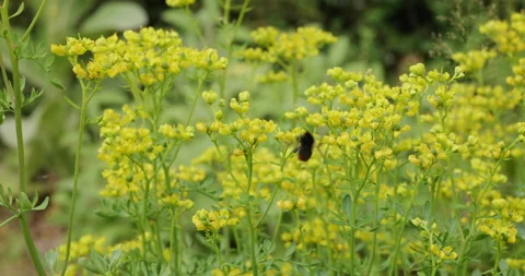Common rue with bumblebee Stock Footage 198526301