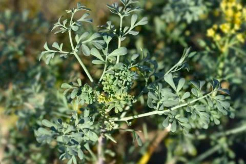 Common rue Stock Photos