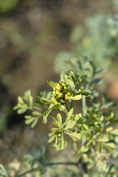 Common rue Stock Photos