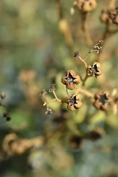 Common rue Stock Photos