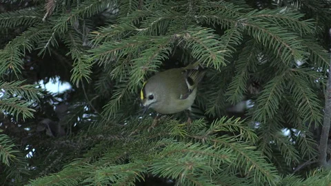 Common rule (Regulus regulus) Regolo comune Stock Footage 252866208