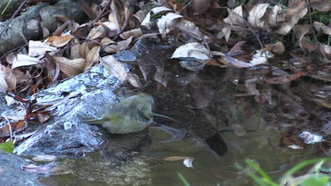 Common rule (Regulus regulus) Regolo comune Stock Footage 253305519