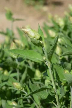 Common sage Stock Photos