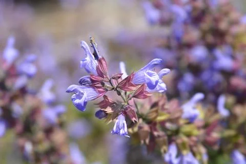 Common sage Stock Photos