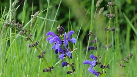 Common sage within a meadow during light wind as closeup Stock Footage 154823036