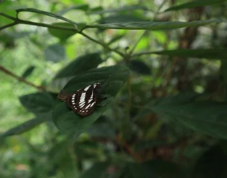 A common sailer butterfly on a leaf while spreading it's wings parallel Stockfoto's