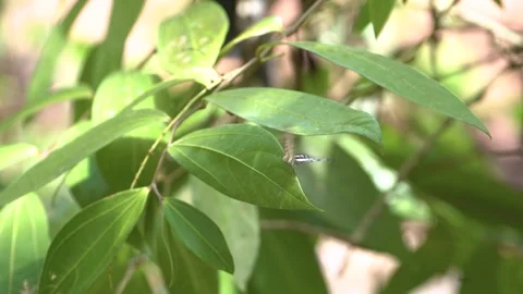 Common Sailor Butterfly Takeoff from Leaf Real Time 4K Stock Footage 332766405
