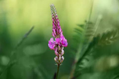 Common sainfoin Stock Photos