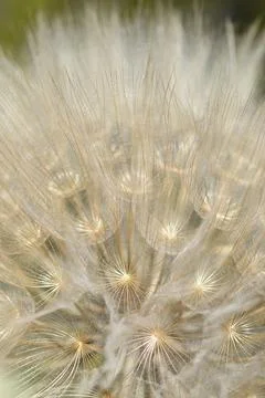 Common salsify Stock Photos