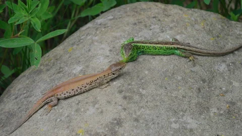 Common sand lizard (Lacerta agilis) couple on a rock Vidéo 142029199