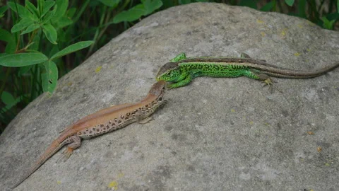 Common sand lizard (Lacerta agilis) couple basking Video stock 142029444