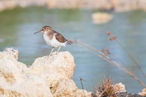 Common Sandpiper Actitis hypoleucos bird Stock Photos