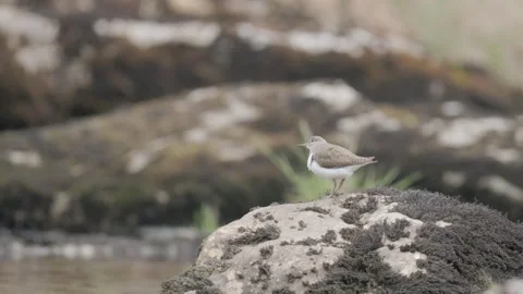 Common Sandpiper (Actitis hypoleucos) calling from a boulder, England, UK Video stock 312700079