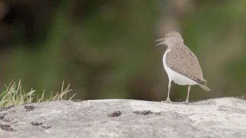 Common Sandpiper (Actitis hypoleucos) calling from a river boulder, England, UK Stock Footage 312700202