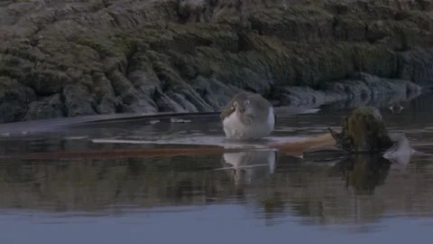 Common sandpiper (Actitis hypoleucos) drinks water Stock Footage 283933222