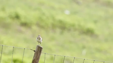Common Sandpiper (Actitis hypoleucos) on a fence post, England, UK 動画素材 312707063