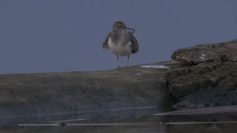 Common sandpiper (Actitis hypoleucos) Stock Footage 283928130