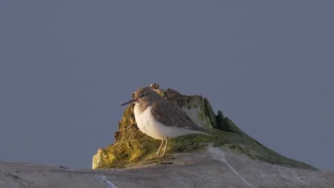 Common sandpiper (Actitis hypoleucos) on the old tree Stock Footage 283933207