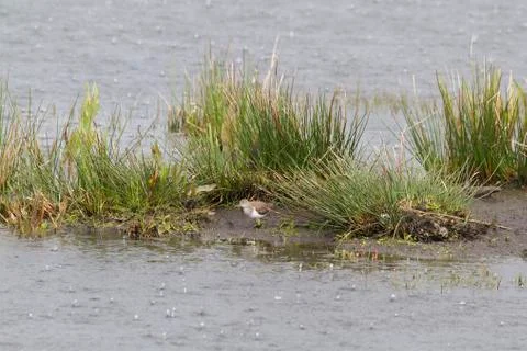 Common Sandpiper (Actitis hypoleucos) Stock Photos