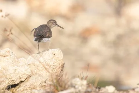 Common Sandpiper (Actitis hypoleucos) Stock Photos