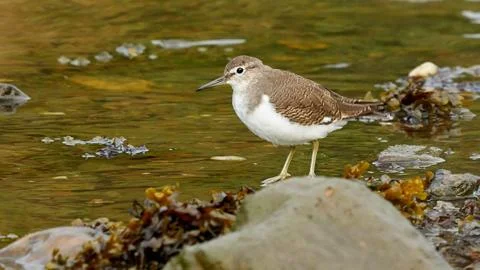 Common Sandpiper Actitis hypoleucos Stock Photos