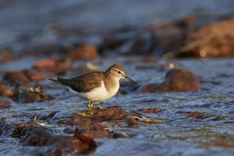 Common sandpiper (Actitis hypoleucos) Stock Photos
