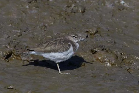 Common sandpiper (Actitis hypoleucos) Foto stock