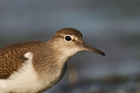 Common sandpiper (Actitis hypoleucos) Stock Photos