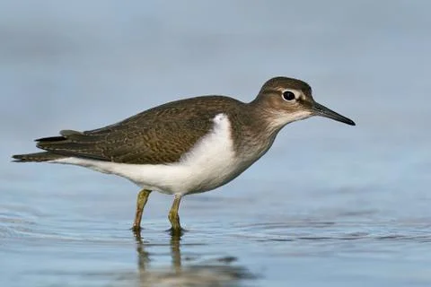 Common sandpiper (Actitis hypoleucos) Stock Photos