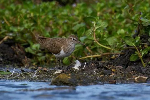 Common sandpiper (Actitis hypoleucos) Stock Photos