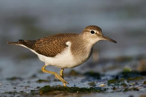 Common sandpiper (Actitis hypoleucos) Stock Photos