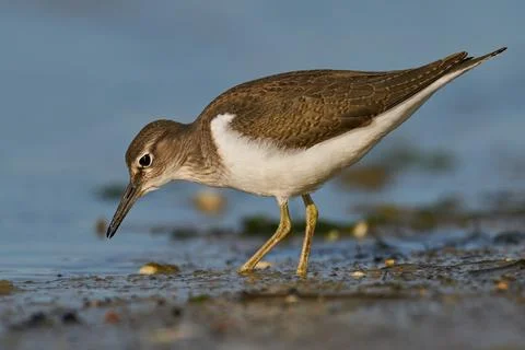 Common sandpiper (Actitis hypoleucos) Stock Photos