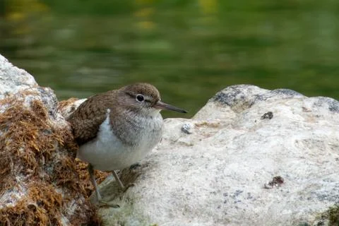Common sandpiper (Actitis hypoleucos). Stock Photos