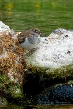 Common sandpiper (Actitis hypoleucos). Foto stock