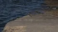 A common sandpiper (Actitis hypoleucos) running close up on stony pier waterside 4k or 4k+ Resolution