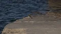 A common sandpiper (Actitis hypoleucos) running close up on stony pier waterside 4k or 4k+ Resolution