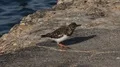 A common sandpiper (Actitis hypoleucos) running close up on stony pier waterside 4k or 4k+ Resolution