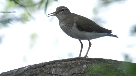 Common sandpiper (Actitis hypoleucos) sits on the tree Stock Footage 282739952