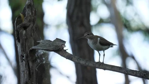 Common sandpiper (Actitis hypoleucos) sits on the branch and sings Stock Footage 282739968