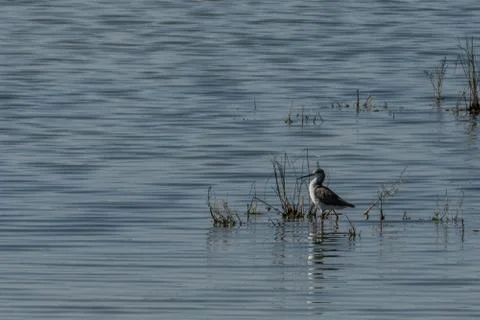 Common sandpiper (Actitis hypoleucos) is a small Palearctic wader Stock Photos