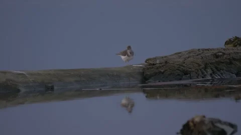Common sandpiper (Actitis hypoleucos) on the tree in the water Stock Footage 283928151