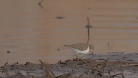 Common sandpiper (Actitis hypoleucos) walks on the shore Stock-Footage 283933902